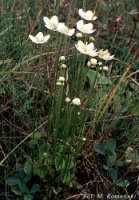 Parnassia palustris