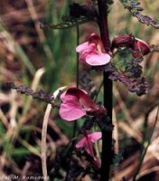 Pedicularis palustris