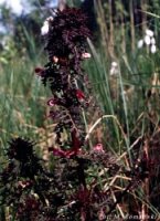 Pedicularis palustris