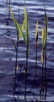 Phragmites australis (trzcina pospolita)