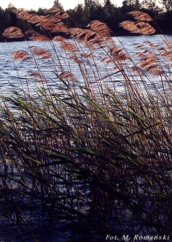 Phragmites australis (trzcina pospolita)