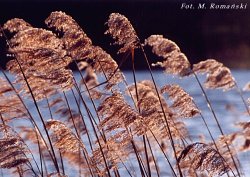 Phragmites australis (trzcina pospolita)