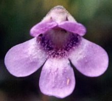 Pinguicula vulgaris ssp. vulgaris (tłustosz pospolity typowy)