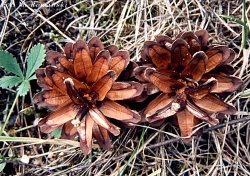 Pinus sylvestris