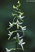 Platanthera bifolia (podkolan biały)