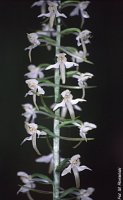 Platanthera bifolia (podkolan biały)