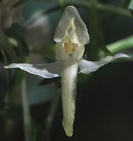 Platanthera bifolia (podkolan biały)