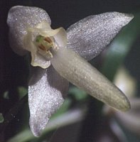 Platanthera bifolia (podkolan biały)