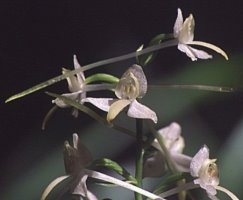 Platanthera bifolia (podkolan biały)