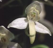 Platanthera bifolia (podkolan biały)