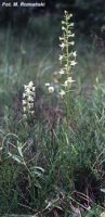 Platanthera chlorantha (podkolan zielonawy)