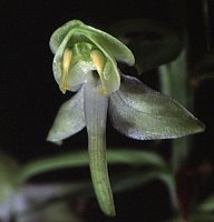 Platanthera chlorantha (podkolan zielonawy)