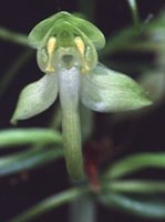 Platanthera chlorantha (podkolan zielonawy)