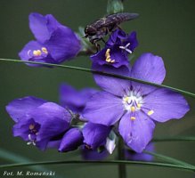 Polemnonium caeruleum