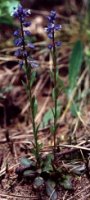 Polygala amarella