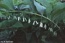 Polygonatum multiflorum (kokoryczka wielokwiatowa)