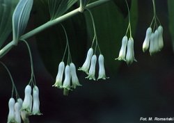 Polygonatum multiflorum (kokoryczka wielokwiatowa)