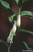 Polygonatum odoratum