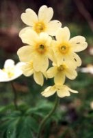 Primula elatior