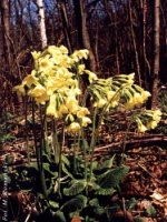 Primula elatior