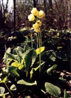 Primula elatior