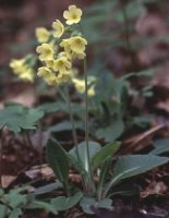 Primula elatior