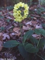 Primula elatior