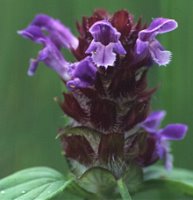 Prunella vulgaris