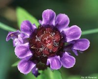 Prunella vulgaris