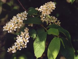 Prunus padus