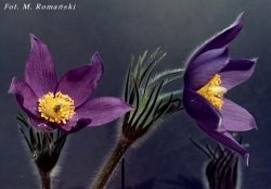 Pulsatilla patens ssp. patens (sasanka otwarta typowa)