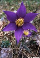 Pulsatilla patens ssp. patens (sasanka otwarta typowa)