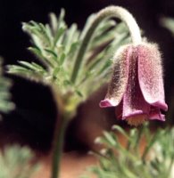 Pulstailla pratensis