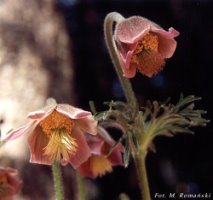 Pulstailla pratensis