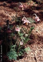 Pulstailla pratensis