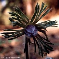 Pulstailla pratensis