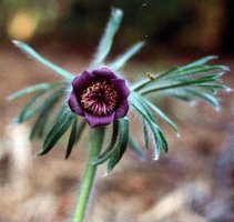 Pulstailla pratensis