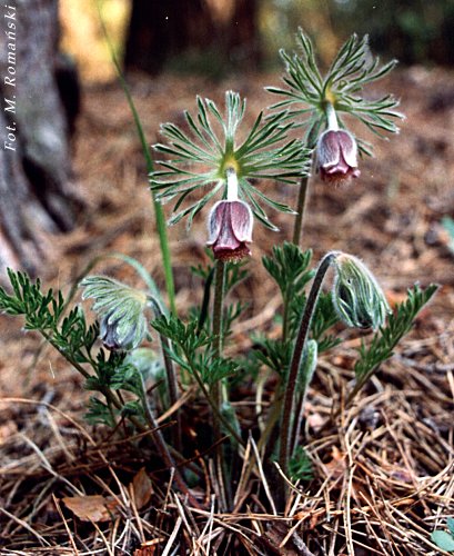 Pulstailla pratensis
