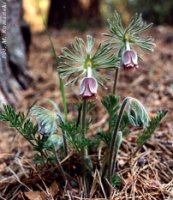 Pulstailla pratensis