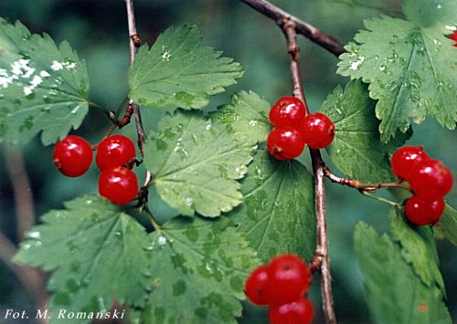 Ribes alpina