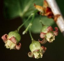 Ribes nigrum