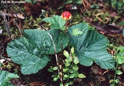 Rubus chamaemorus (malina moroszka)