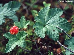 Rubus chamaemorus (malina moroszka)