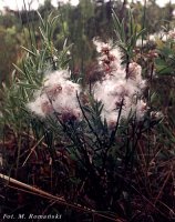 Salix rosmarinifolia