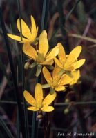 Saxifraga hirculus (skalnica torfowiskowa)