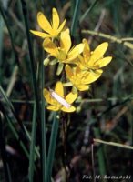 Saxifraga hirculus (skalnica torfowiskowa)