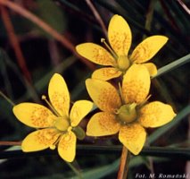 Saxifraga hirculus (skalnica torfowiskowa)