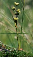 Scheuhzeria palustris