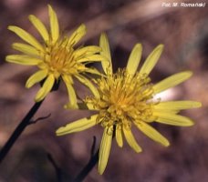 Scorzonera humilis