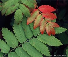 Sorbus aucuparia